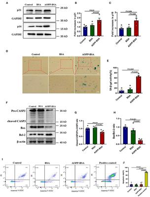 p53 SUMOylation Mediates AOPP-Induced Endothelial Senescence and Apoptosis Evasion